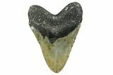 Fossil Megalodon Tooth - North Carolina #352412-2